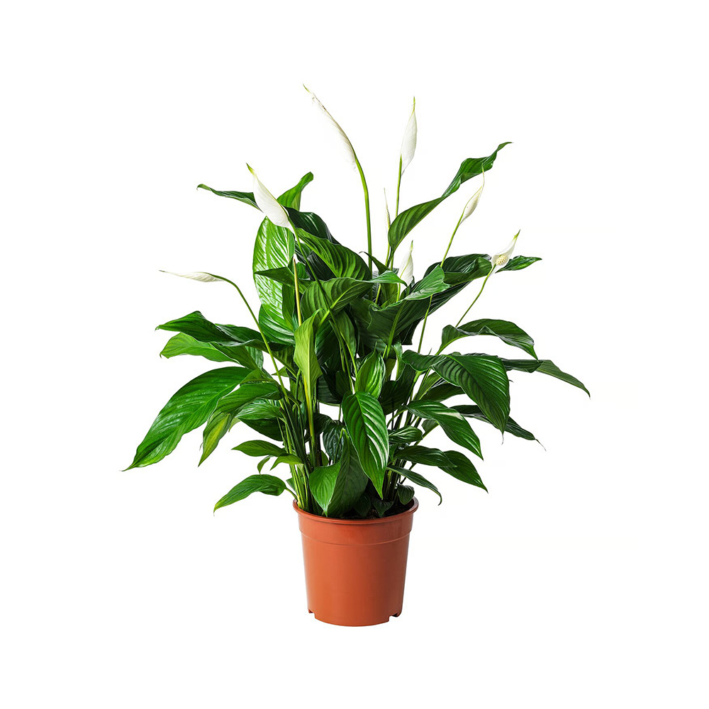 Si se le caen las hojas, la planta intenta decirte que necesita agua. Una maravillosa compañera de piso que llenará de vida tu hogar.