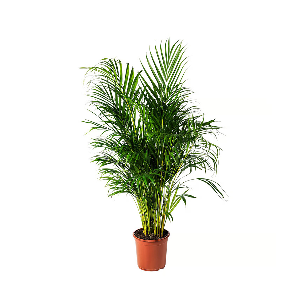 Esta planta tiene un aspecto tropical, ideal para crear un oasis verde en el interior. También se conoce como palmera mariposa debido a la forma de sus hojas. 