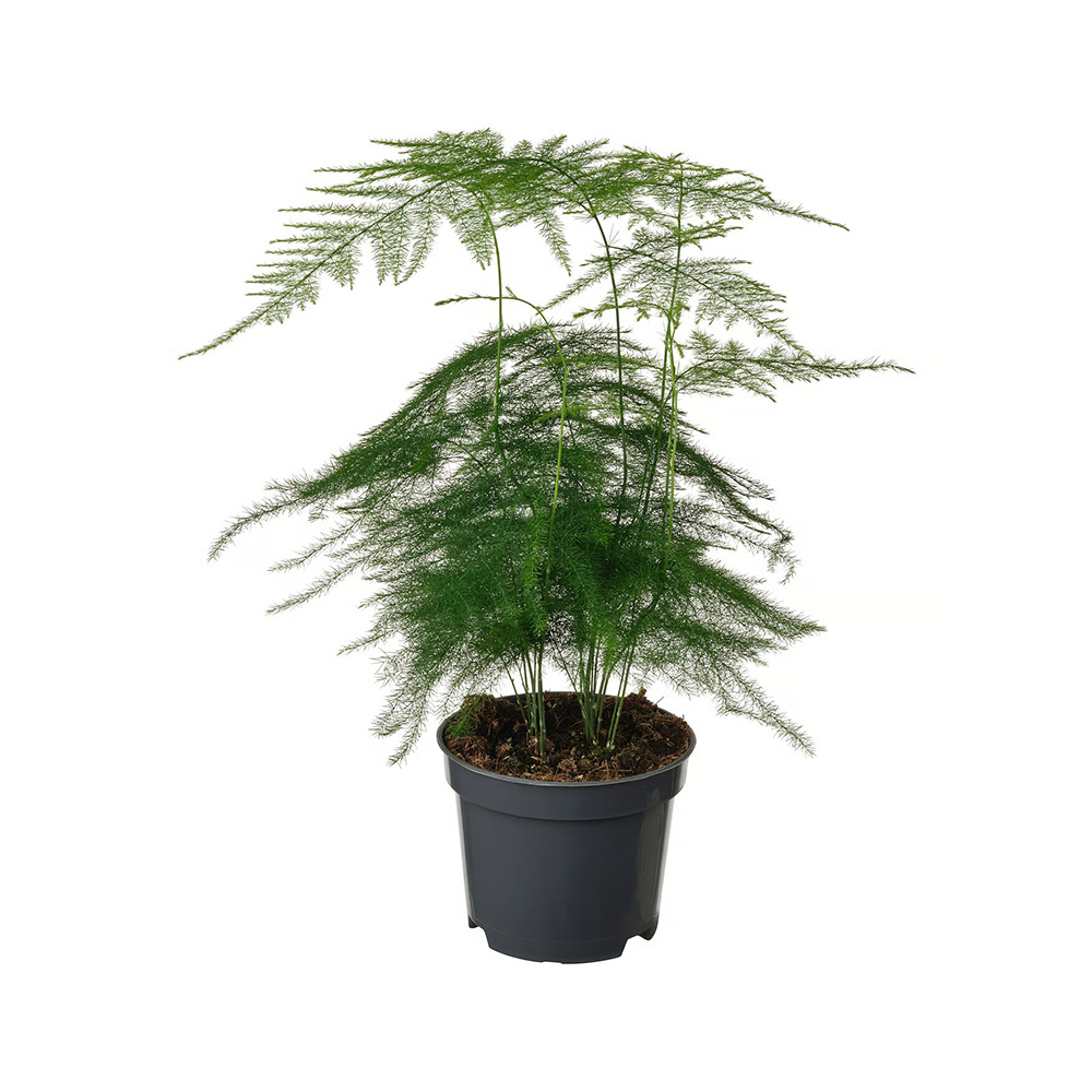 Crea tu propio oasis verde en el que relajarte del ajetreo y el bullicio de la vida. O deja que la exuberante y vibrante vegetación inspire tu creatividad.