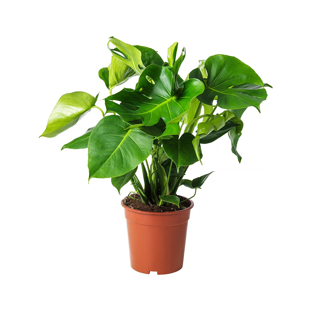 Crece sobre otras plantas para llegar más fácilmente al sol. Una maravillosa compañera de piso que llenará de vida tu hogar.